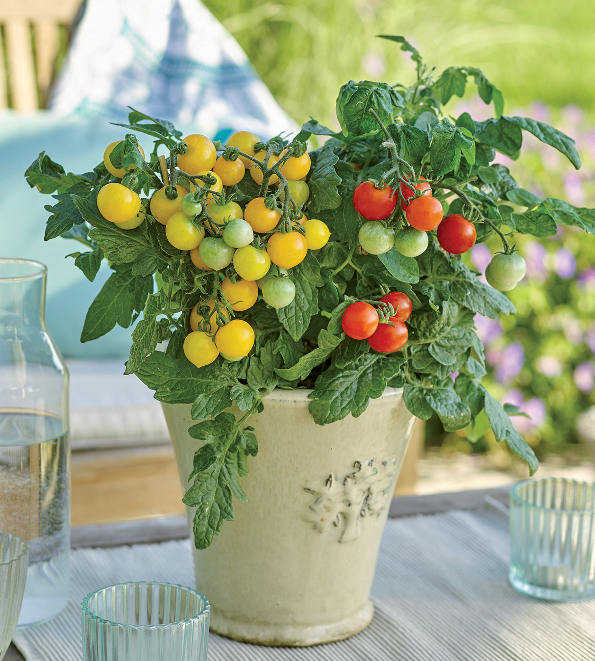 Patiotomaatti lajitelma 4 kpl (2+2)