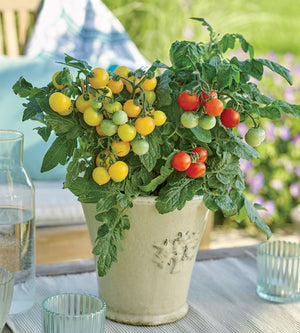 Patiotomaatti lajitelma 4 kpl (2+2)
