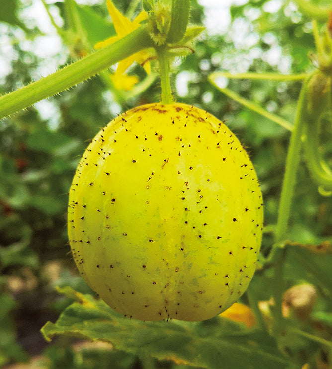 3 kpl Sitruunakurkku 'Lemon'