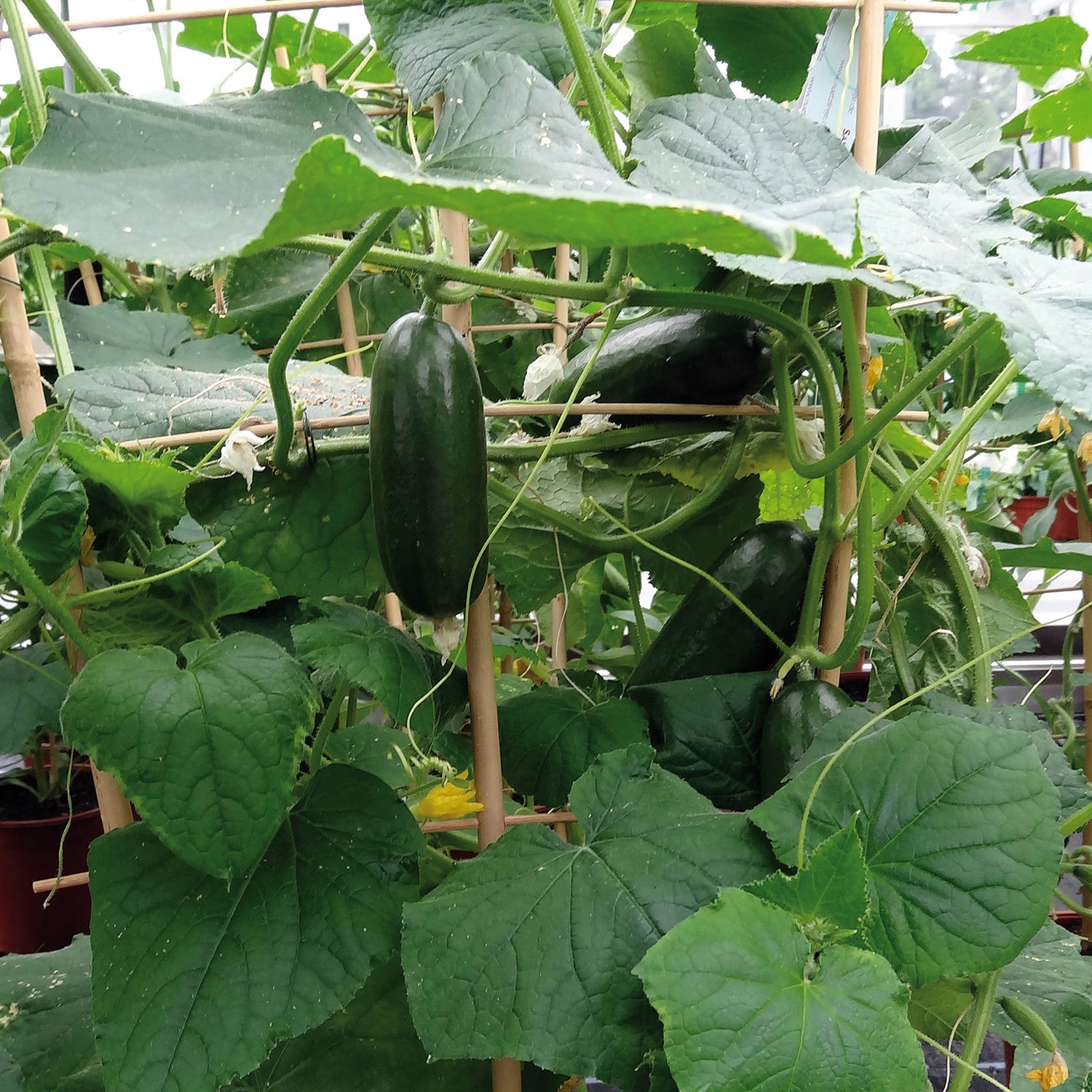 Amppelikurkku 'Rocky' 3 kpl