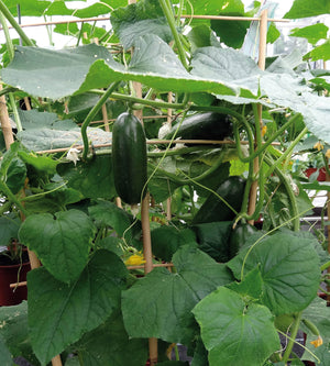 Amppelikurkku 'Rocky' 3 kpl