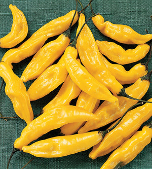 Chili lajitelma 4 kpl
