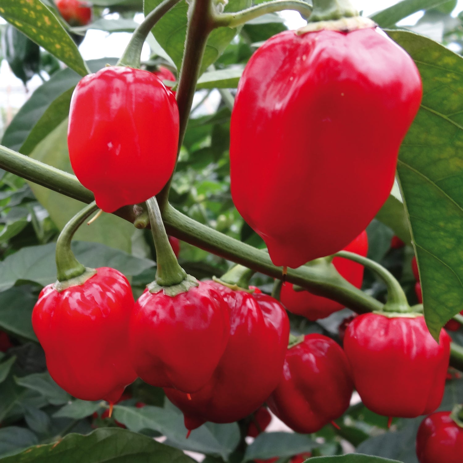 Chili lajitelma 4 kpl