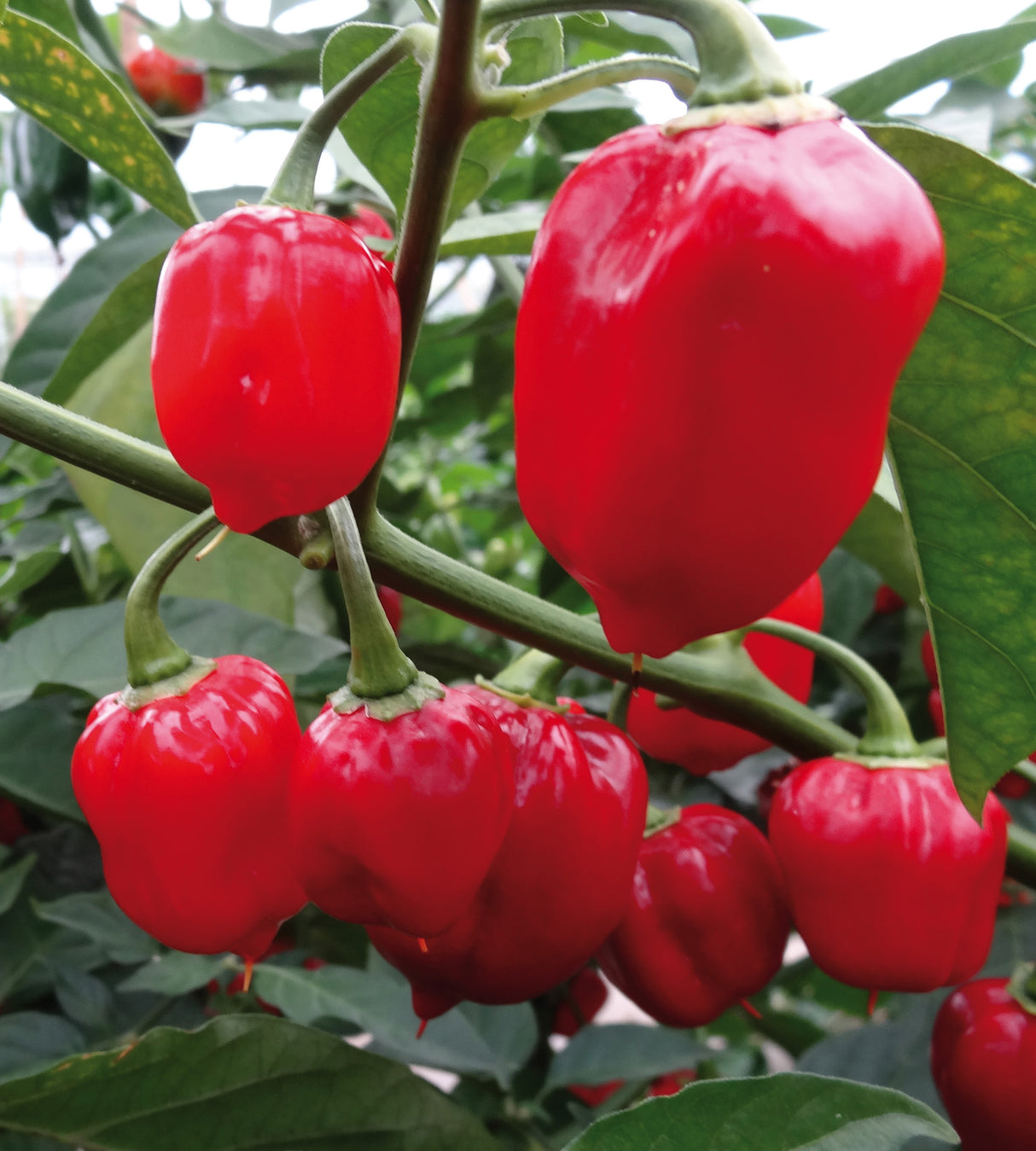 Chili lajitelma 4 kpl