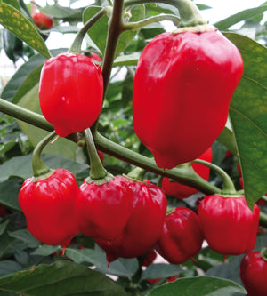 Chili lajitelma 4 kpl