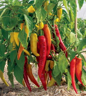Chili lajitelma 4 kpl
