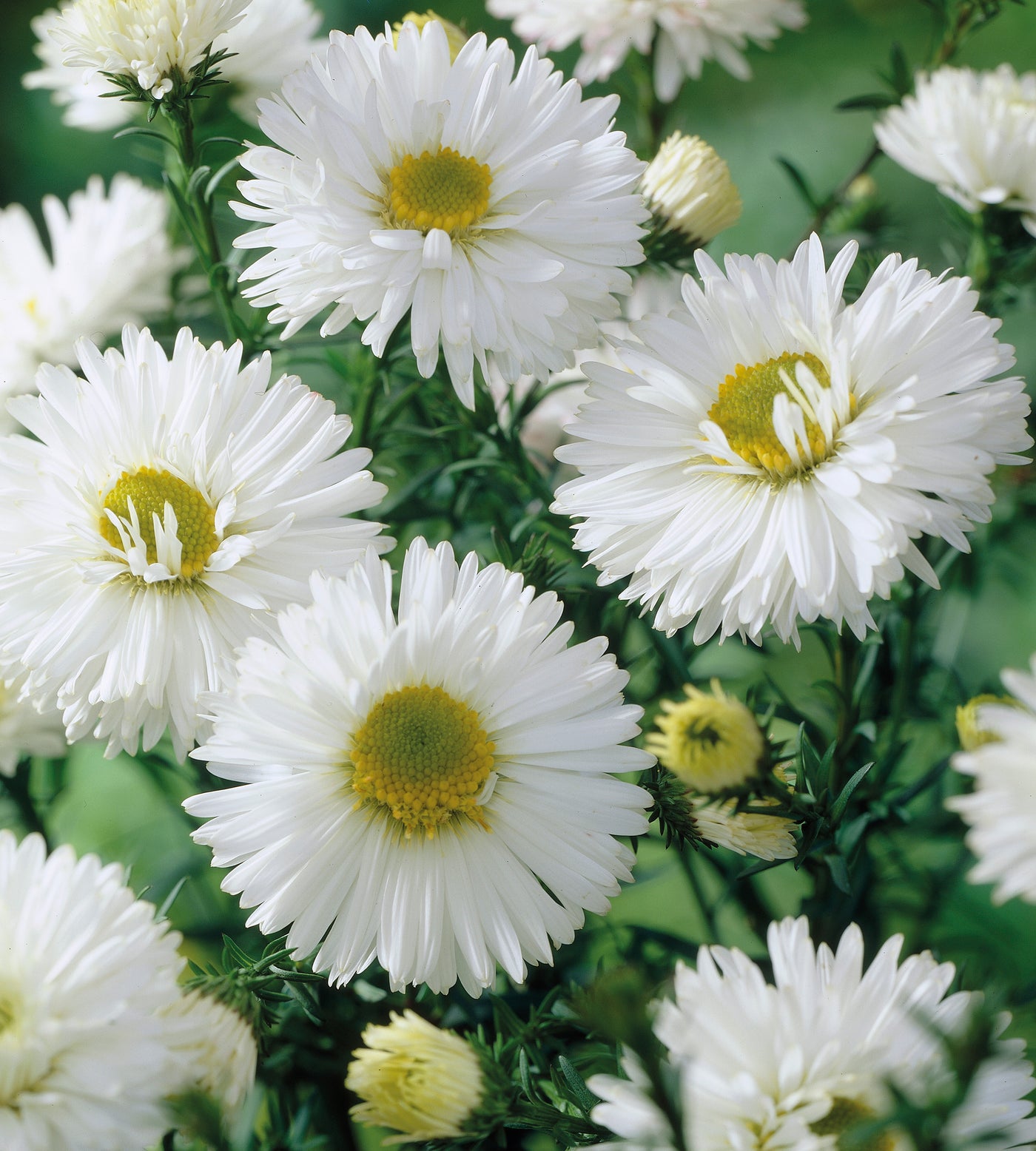 1 kpl Syysasteri 'White Ladies'