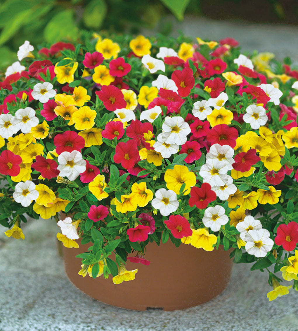 4 kpl Miljoonakello 'Capri'
