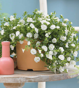 Miljoonakello 'Double White' 4 kpl