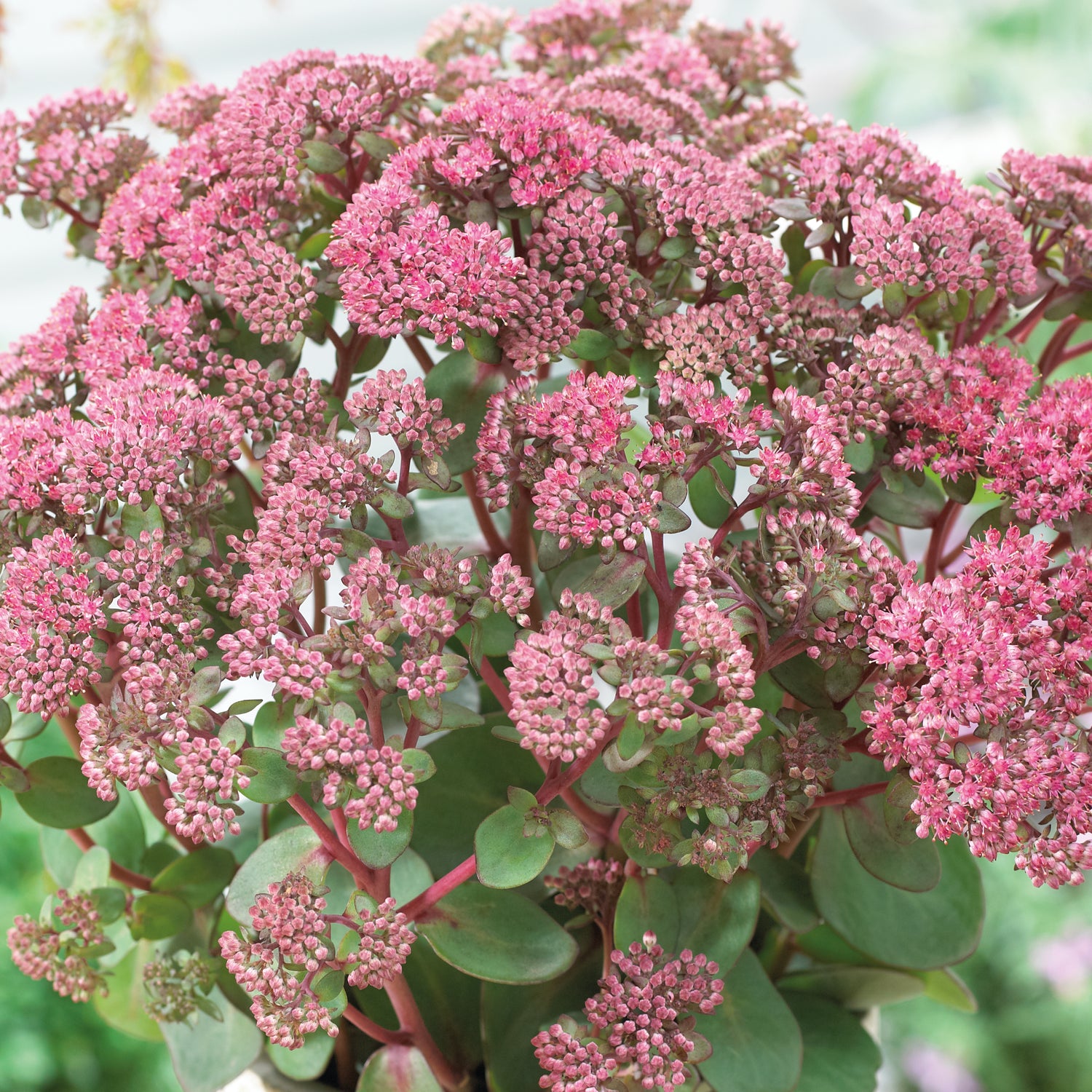 3 kpl Isomaksaruoho 'Pink Passion'