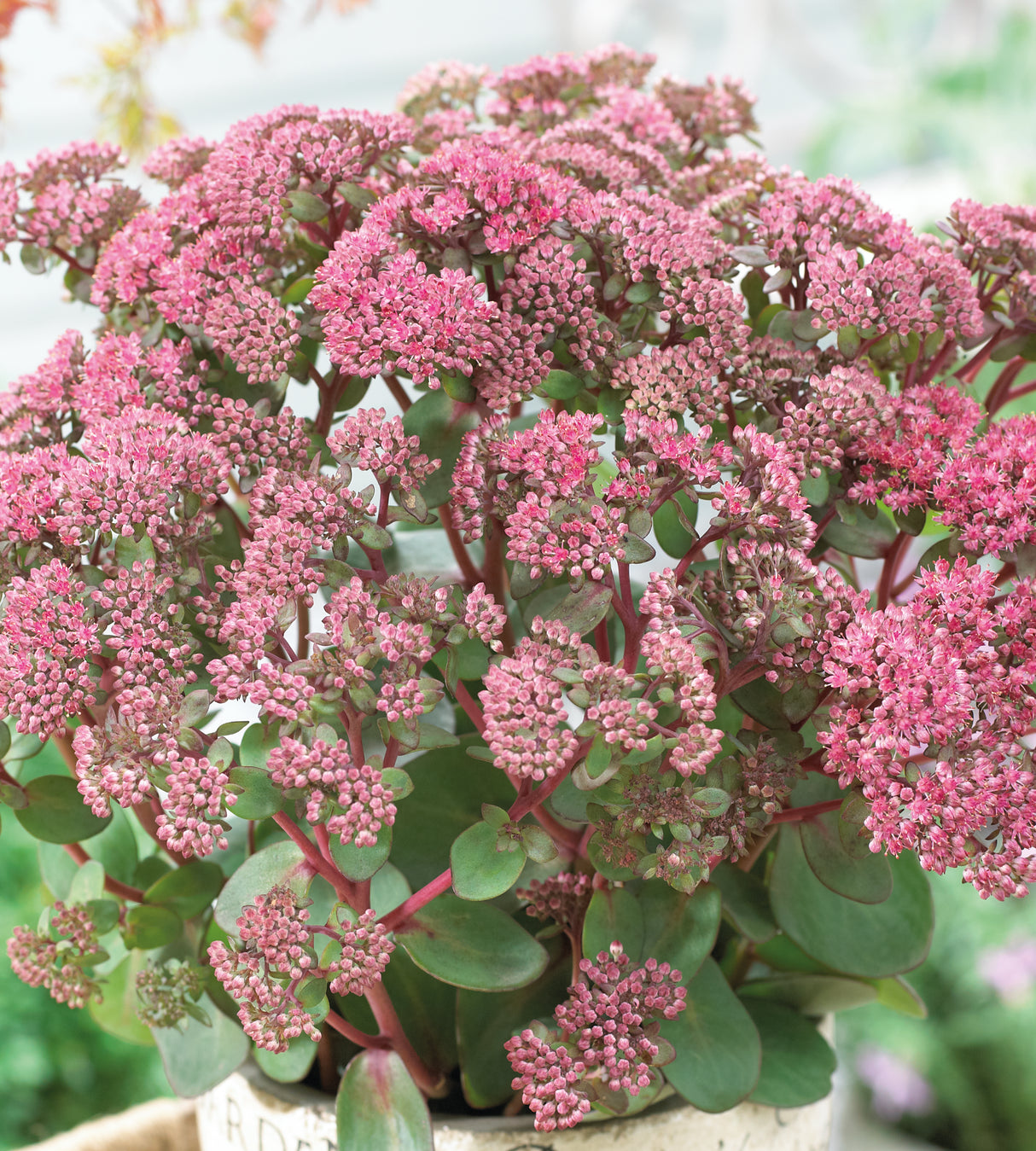 3 kpl Isomaksaruoho 'Pink Passion'