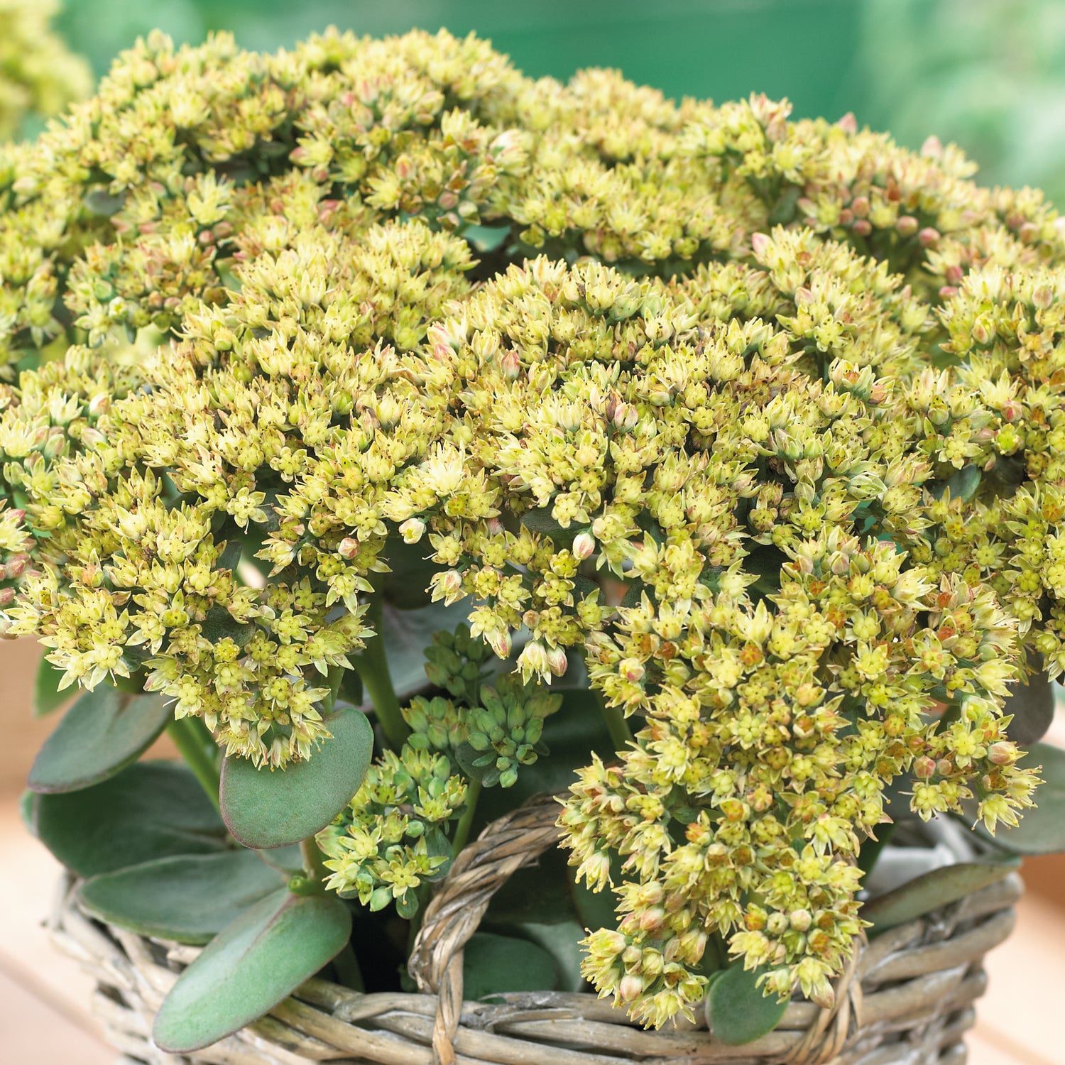 1 kpl Isomaksaruoho 'Yellow Delicat'