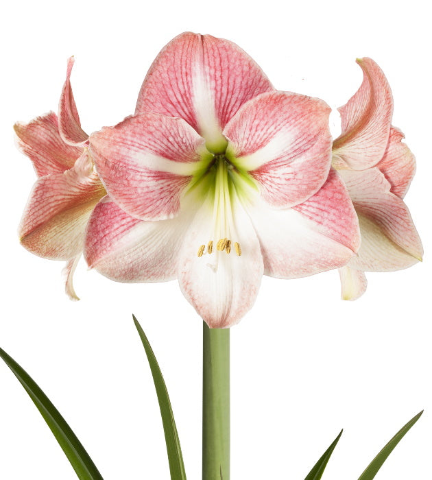 3 kpl Amaryllis Apple Blossom