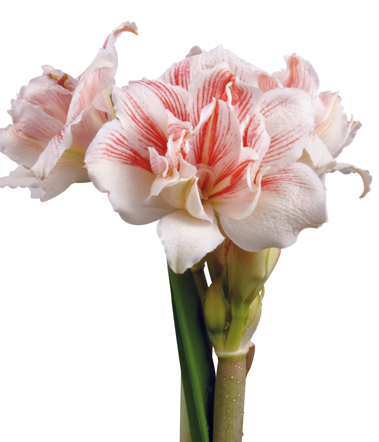 3 kpl Amaryllis Aquaro