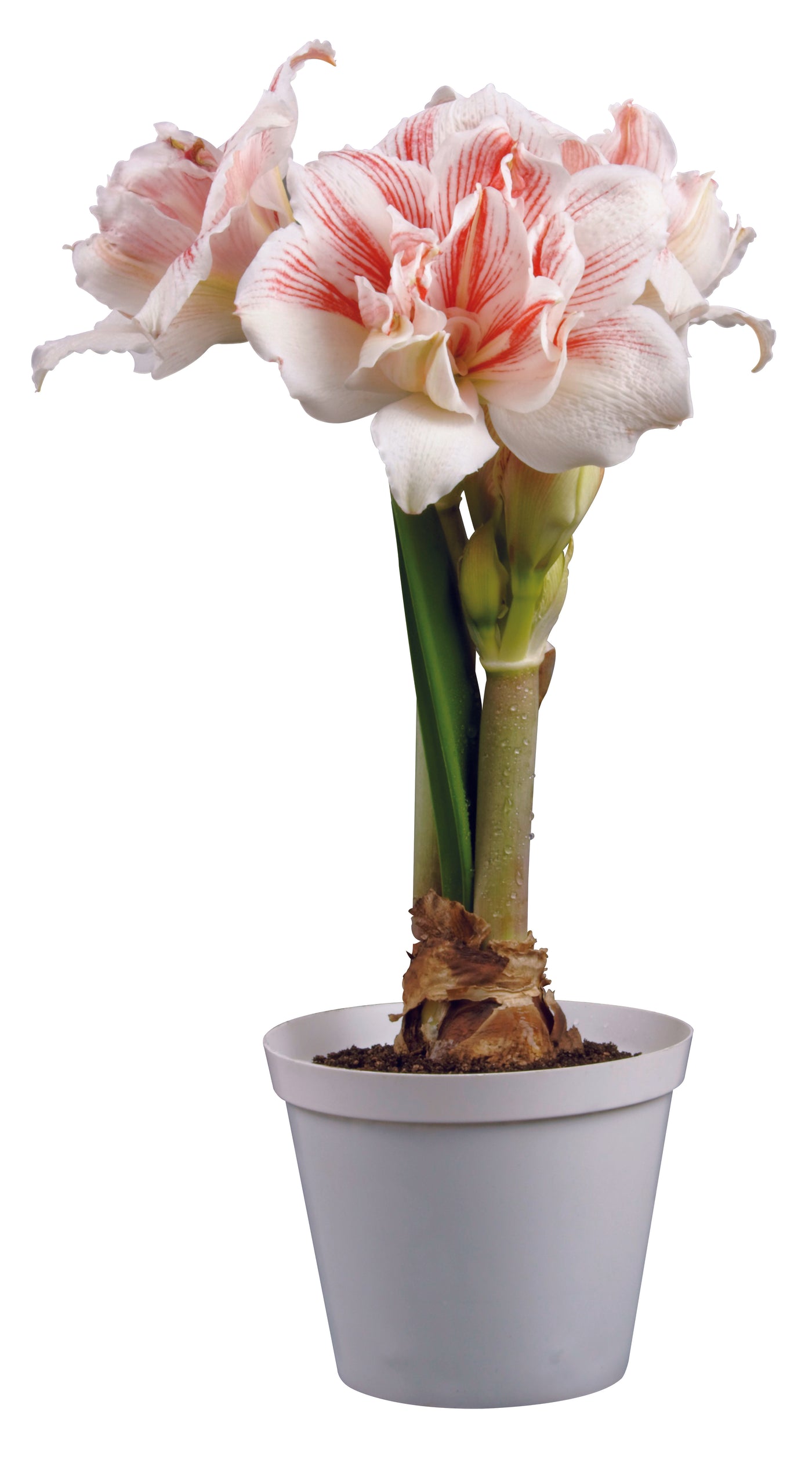 3 kpl Amaryllis Aquaro
