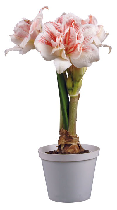 3 kpl Amaryllis Aquaro