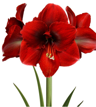3 kpl Amaryllis Amorita Danu