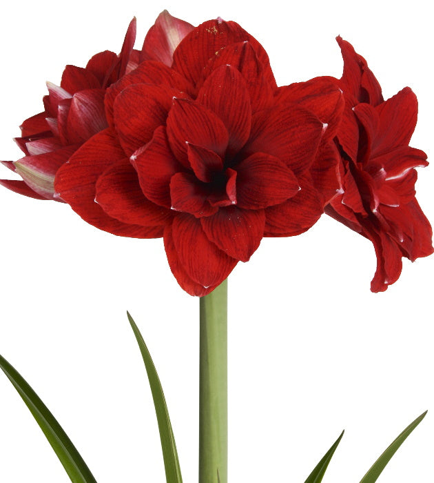 3 kpl Amaryllis Double Red