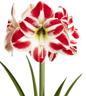 4 kpl Amaryllis KerhoSpecial