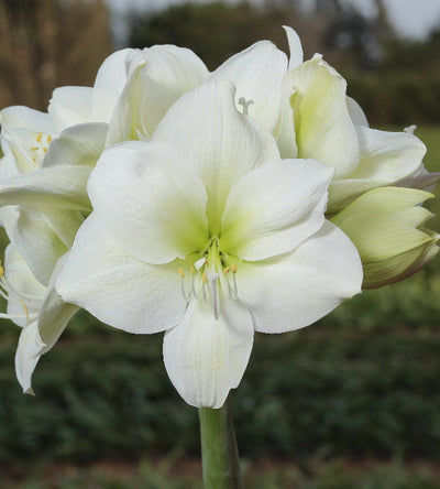 1 kpl Amaryllis Siberia