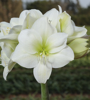 4 kpl Amaryllis KerhoSpecial