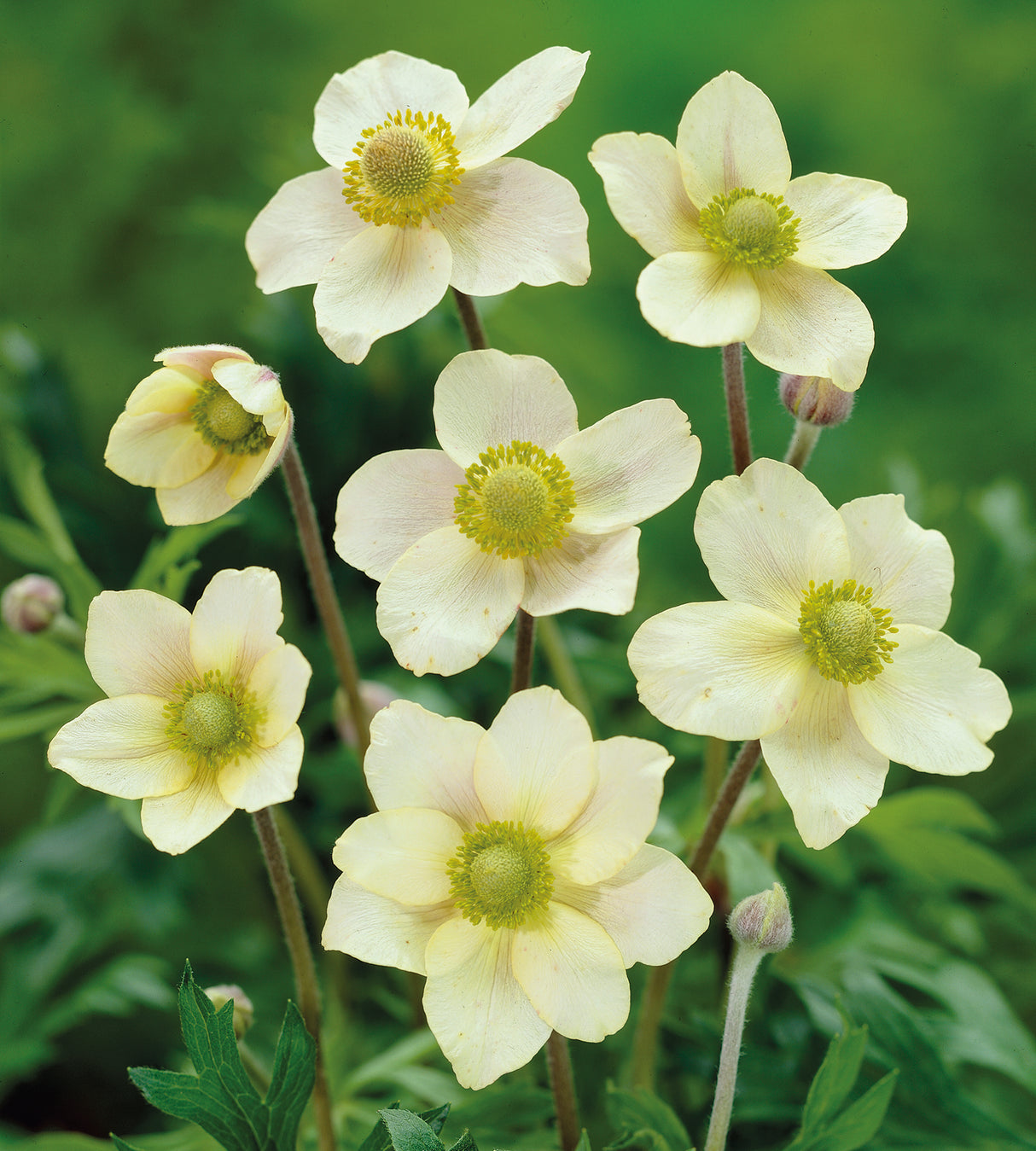 3 kpl Amerikanvuokko 'Annabella White'