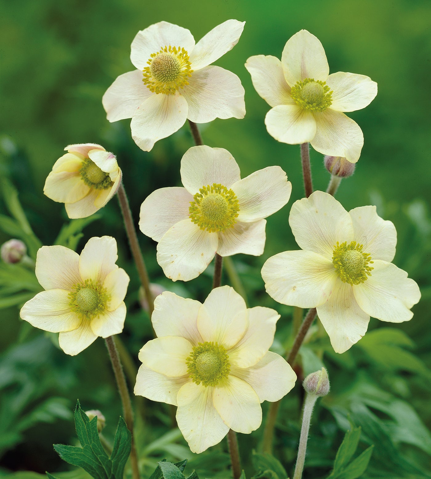 3 kpl Amerikanvuokko 'Annabella White'