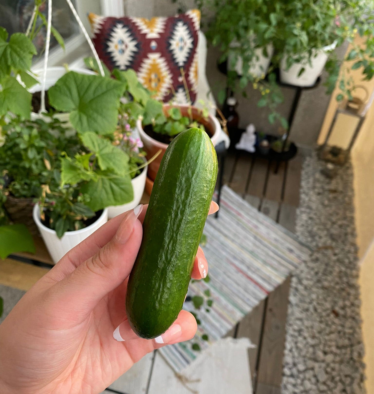 Amppelikurkku 'Rocky' 3 kpl
