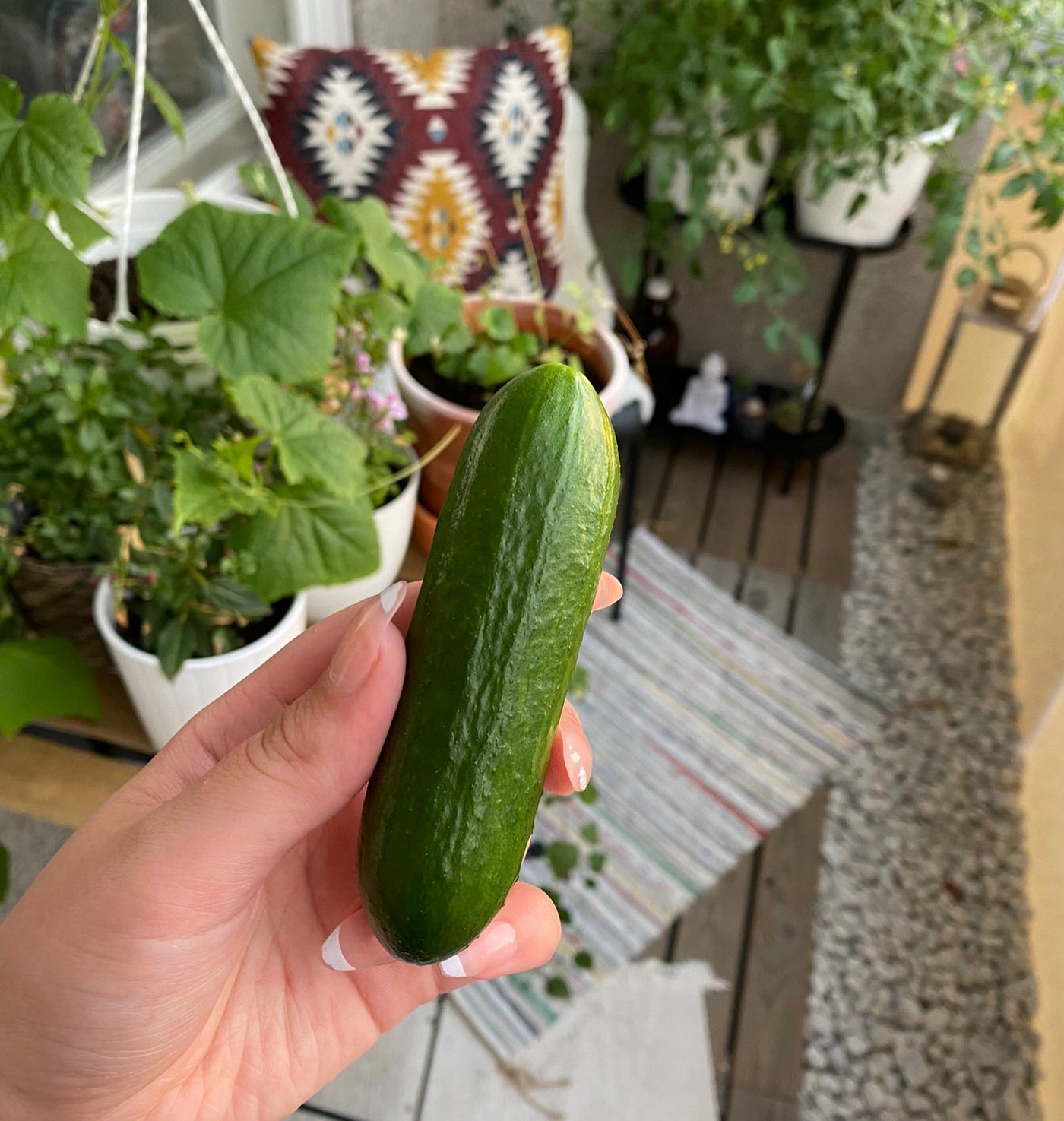 3 kpl Amppelikurkku 'Rocky'