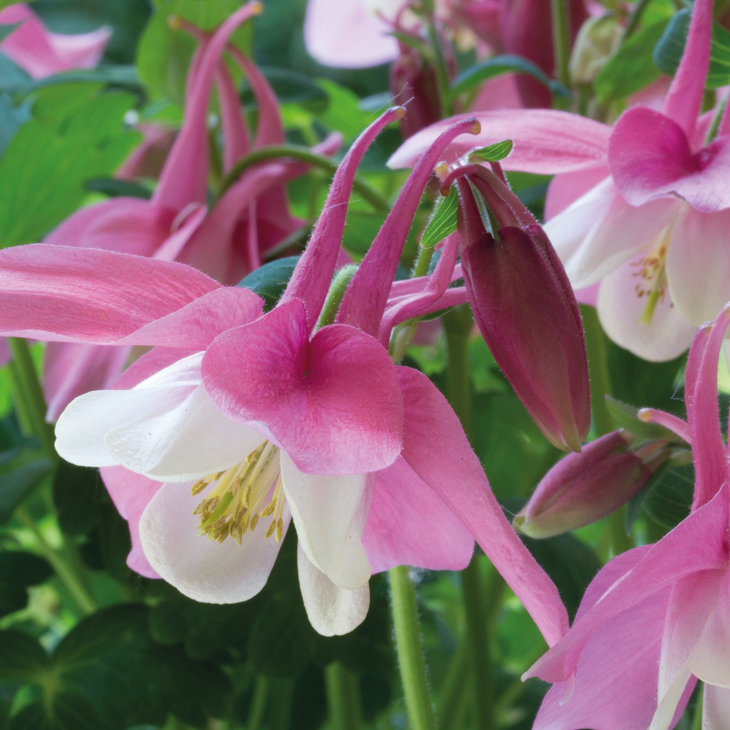 3 kpl Jaloakileija 'Rose & White'