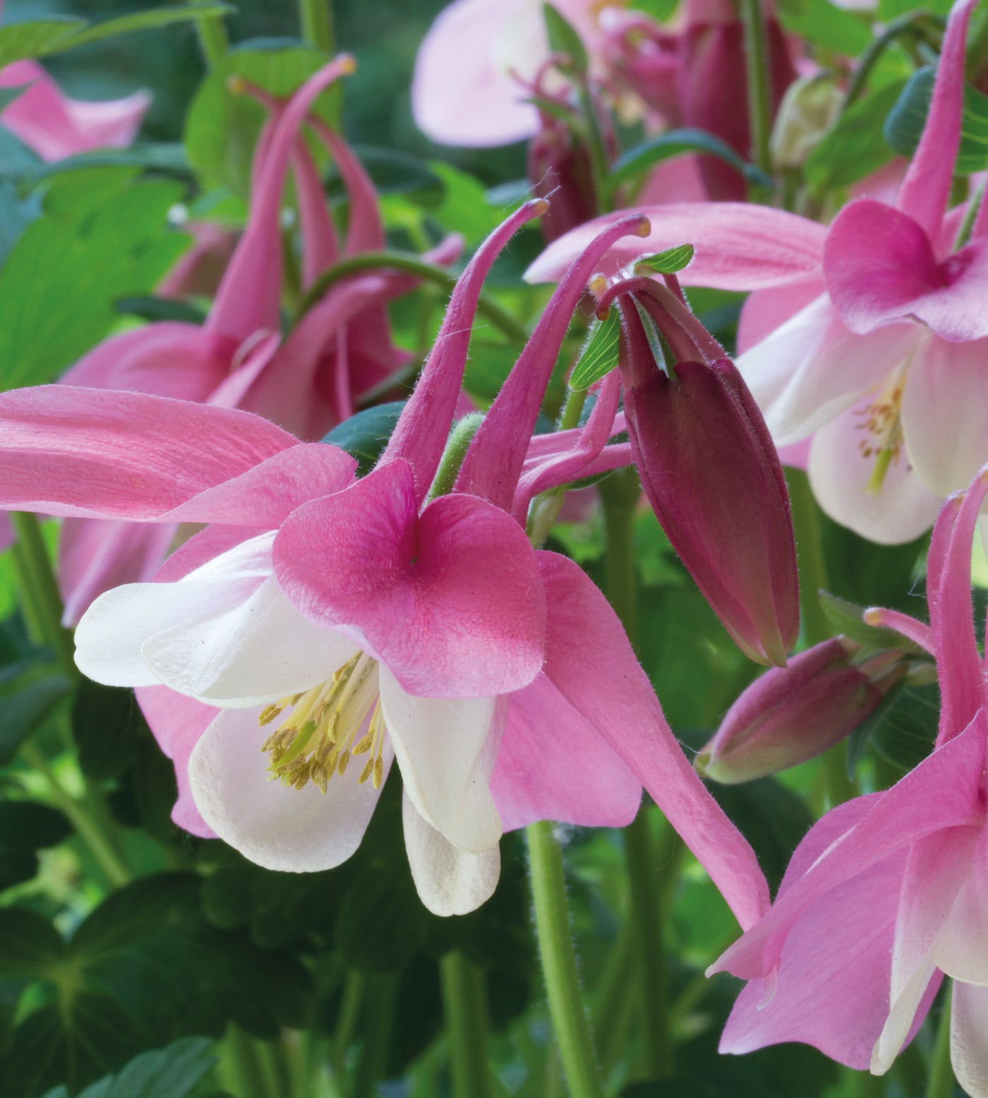 3 kpl Jaloakileija 'Rose & White'