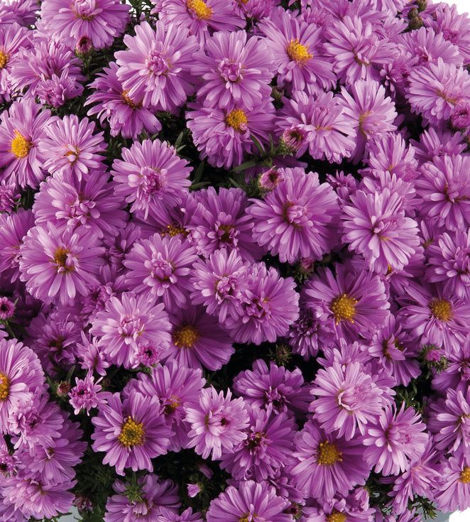 3 kpl Reunusasteri 'Pink'