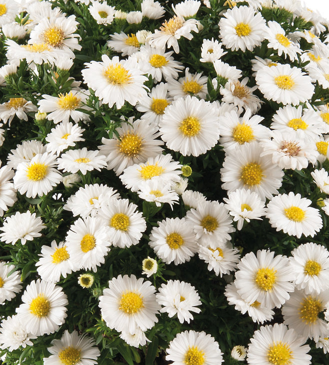3 kpl Reunusasteri 'White'