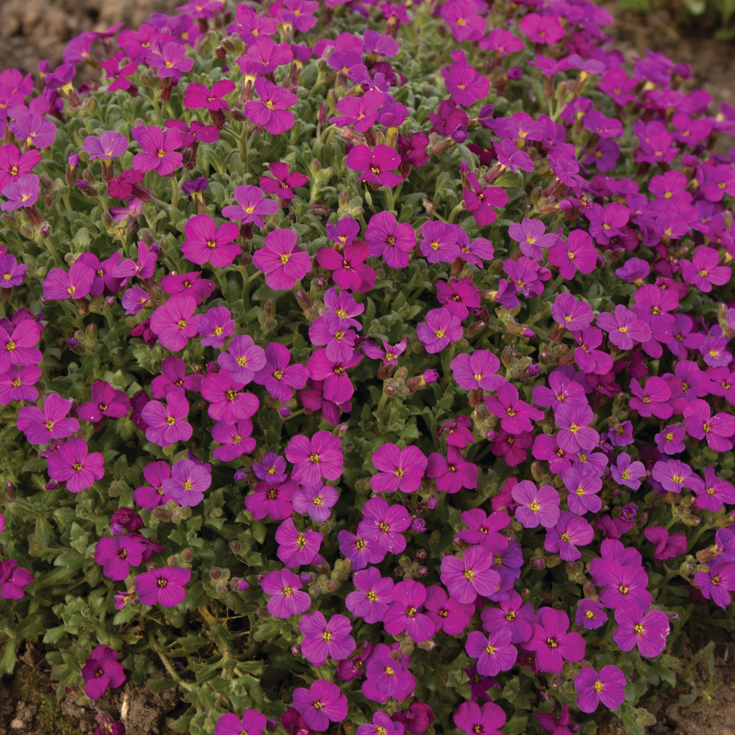Tarharistikki 'Florado Red' 3 kpl
