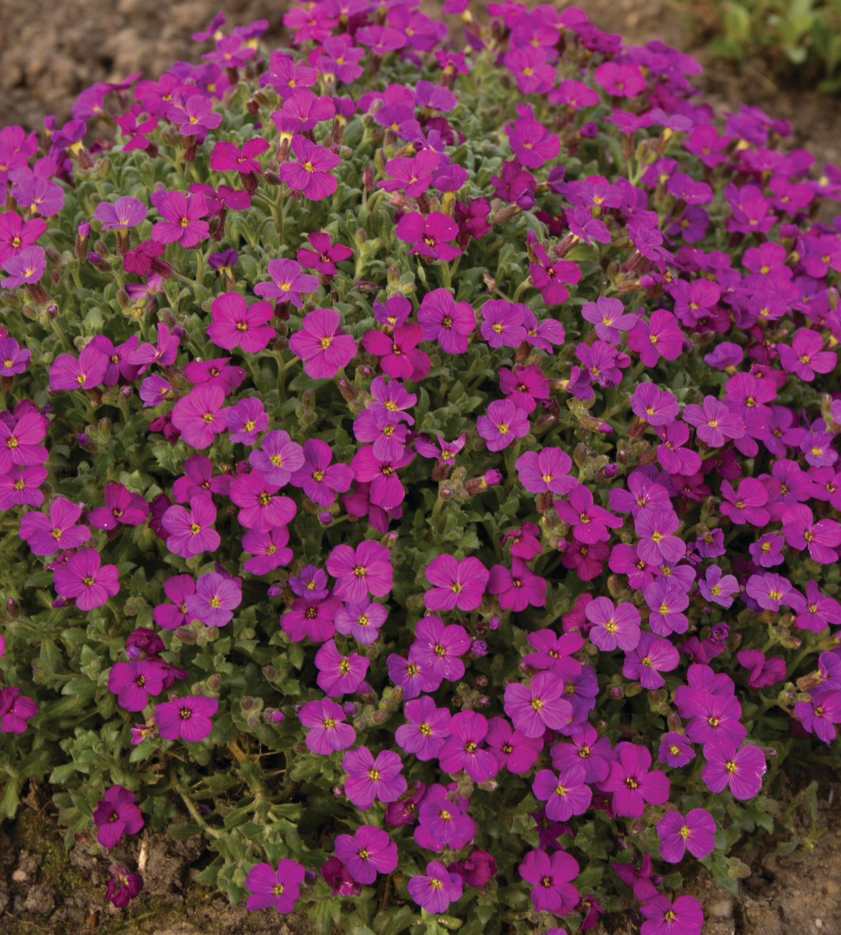 Tarharistikki 'Florado Red' 3 kpl