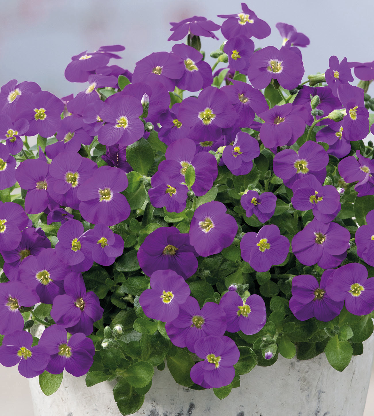 3 kpl Tarharistikki 'Kitte Blue'
