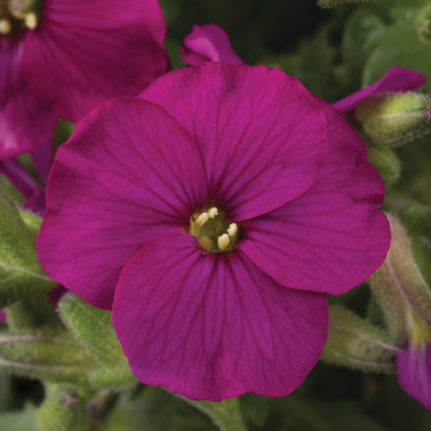 3 kpl Tarharistikki 'Regado Red'