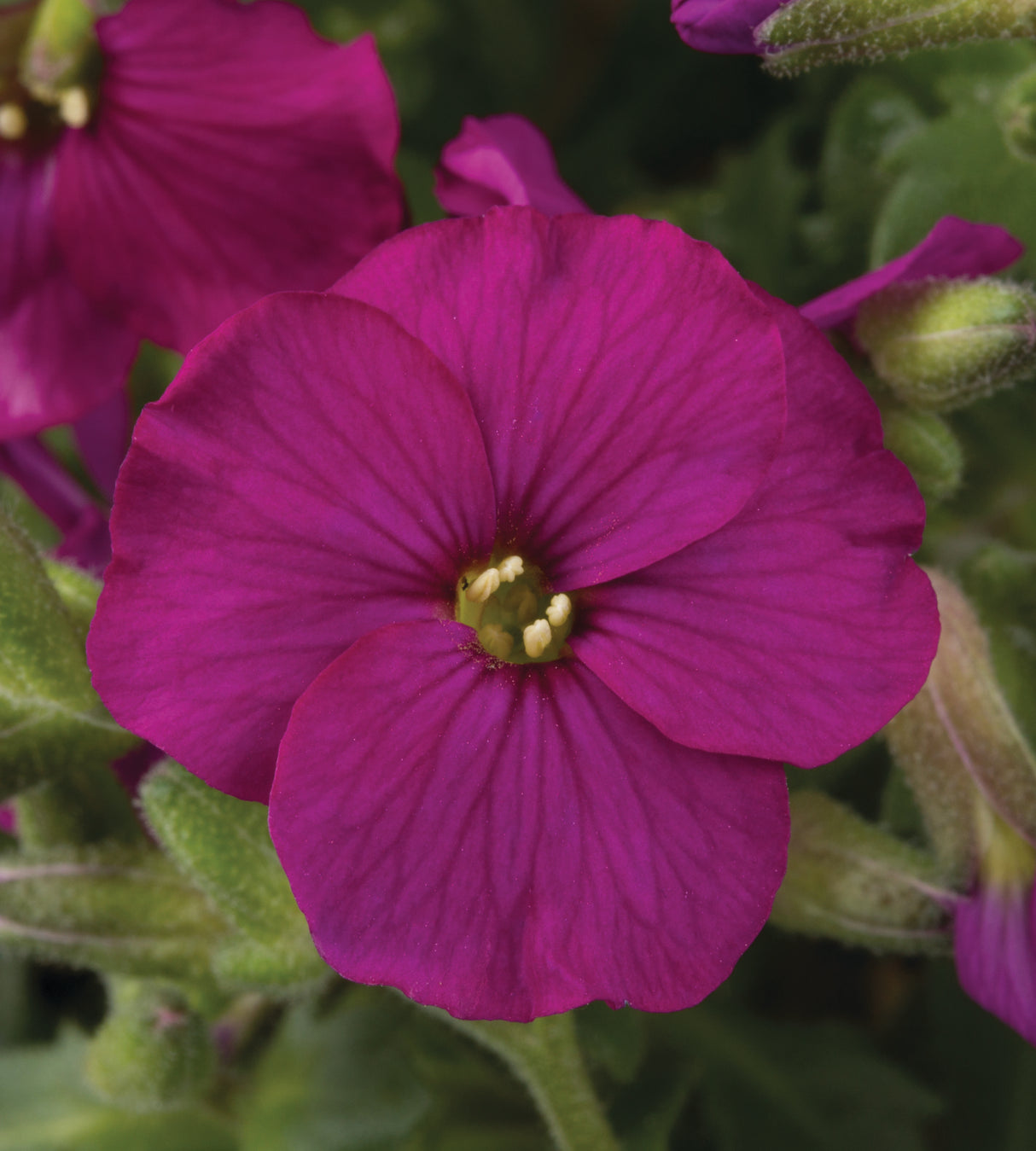 Tarharistikki 'Florado Red' 3 kpl