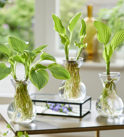 1 kpl Maljakkokuunlilja Flamed Green