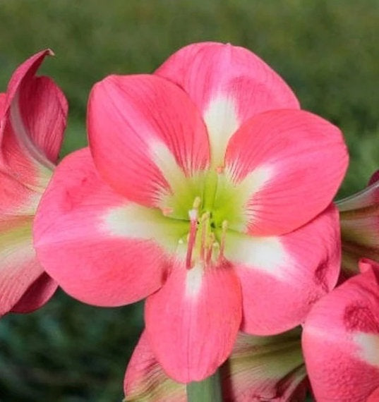 3 kpl Amaryllis Cape Horn
