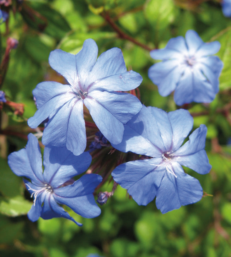 Kalliosinikko 'Gentian Blue' 3 kpl