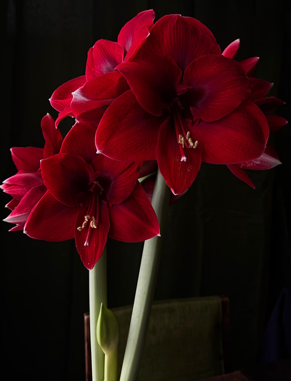 1 kpl Amaryllis Amorita Danu