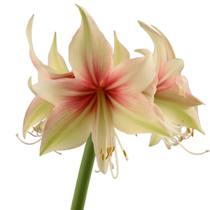 3 kpl Amaryllis Dance Valley