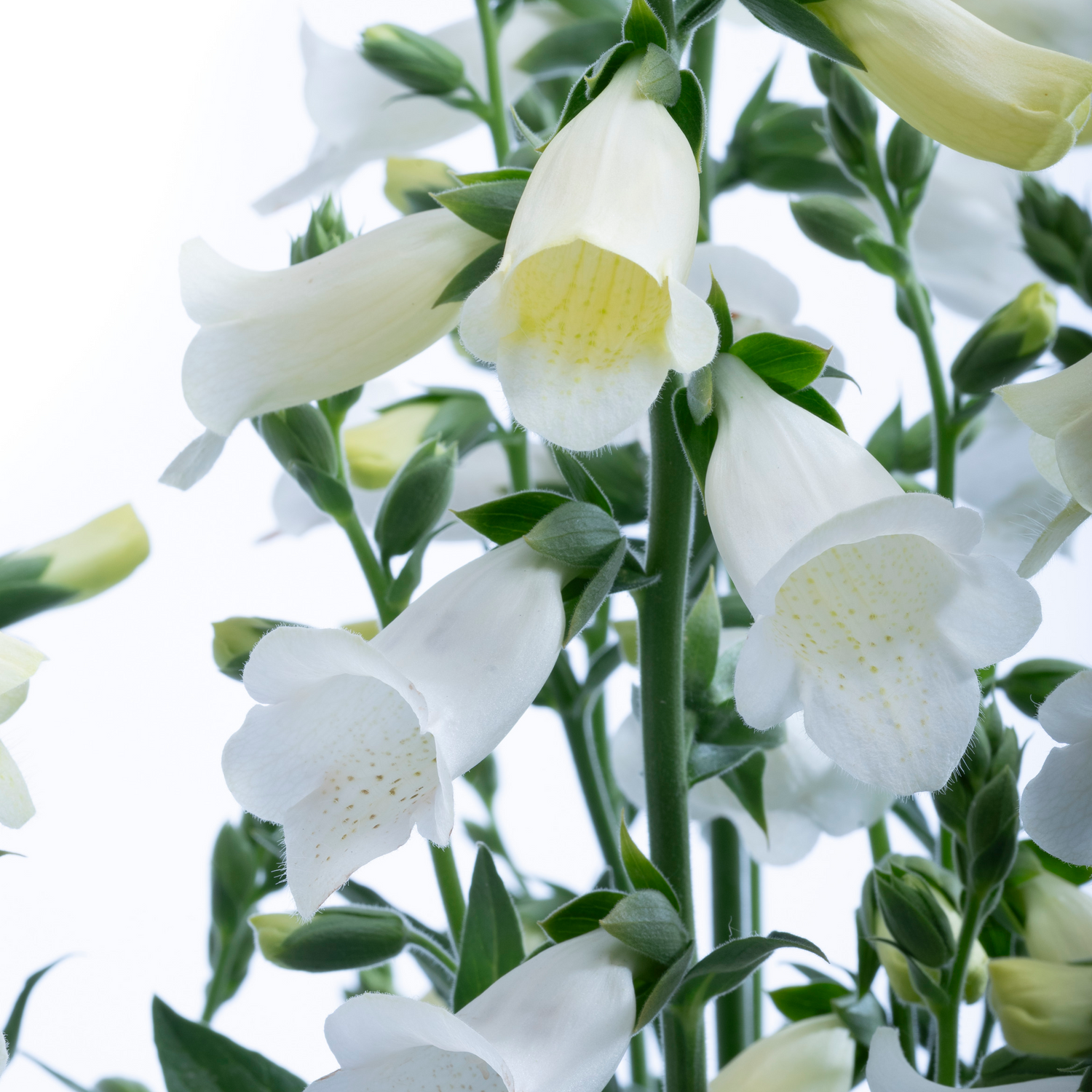 Sormustinkukka ’Hanabee White' 5 kpl