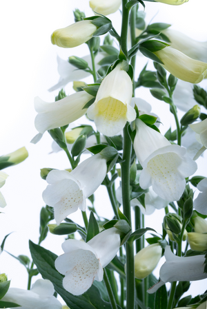 Sormustinkukka ’Hanabee White' 5 kpl