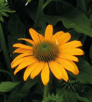 3 kpl Punahattu ’Lakota Yellow'