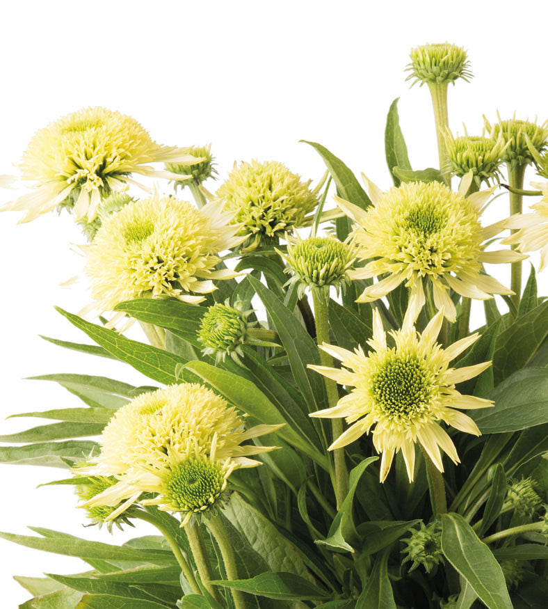 3 kpl Punahattu ’Double Lime'