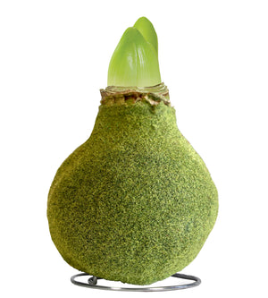 1 kpl Vaha-amaryllis Fashion Moss Green