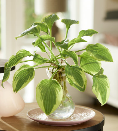 1 kpl Maljakkokuunlilja Flamed Green