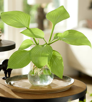 1 kpl Maljakkokuunlilja Fresh Green